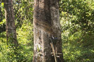 CaxacoriStudio-MadreDeDios-001 (1)