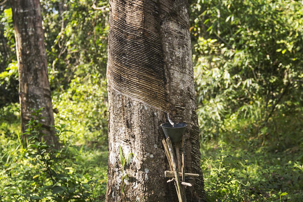 CaxacoriStudio-MadreDeDios-001 (1)
