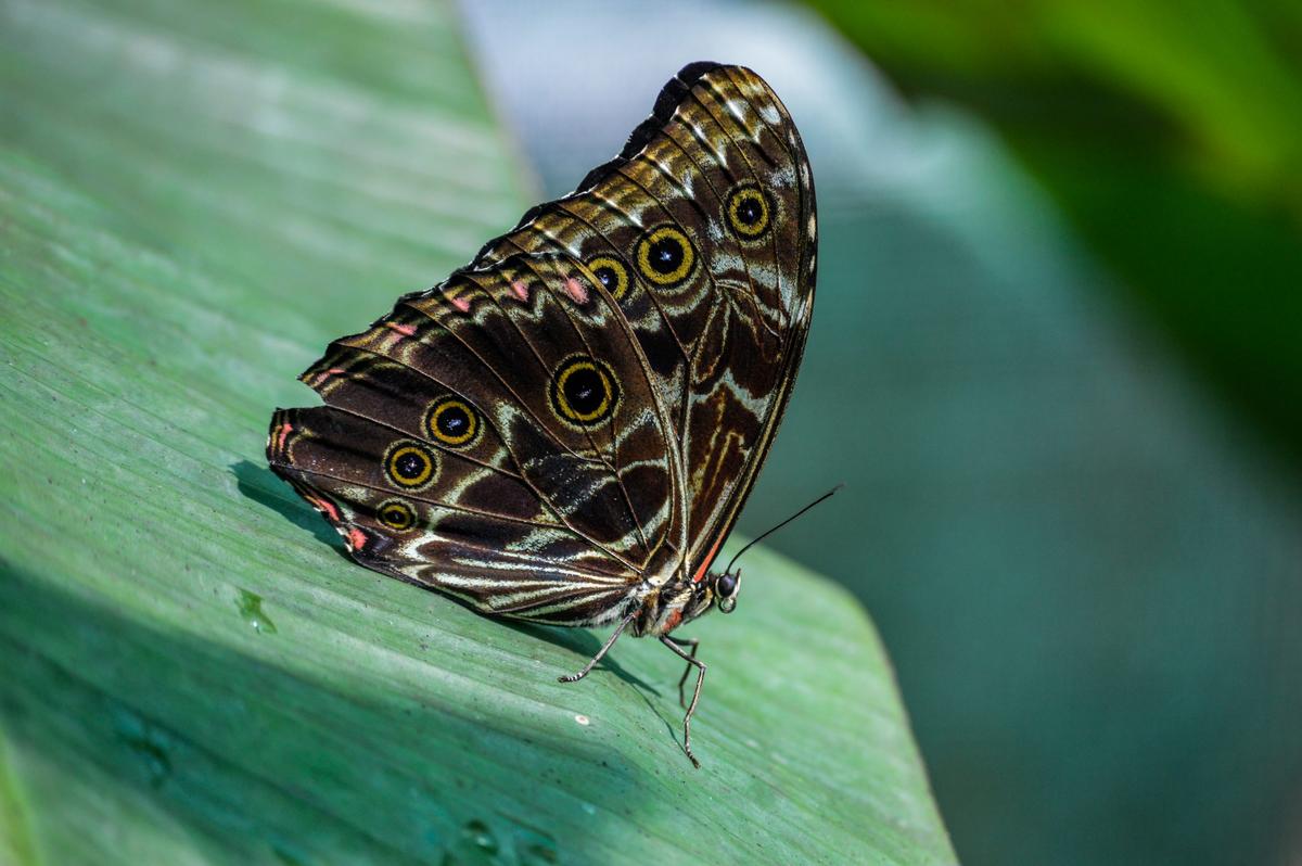 Morpho Deidamia ii