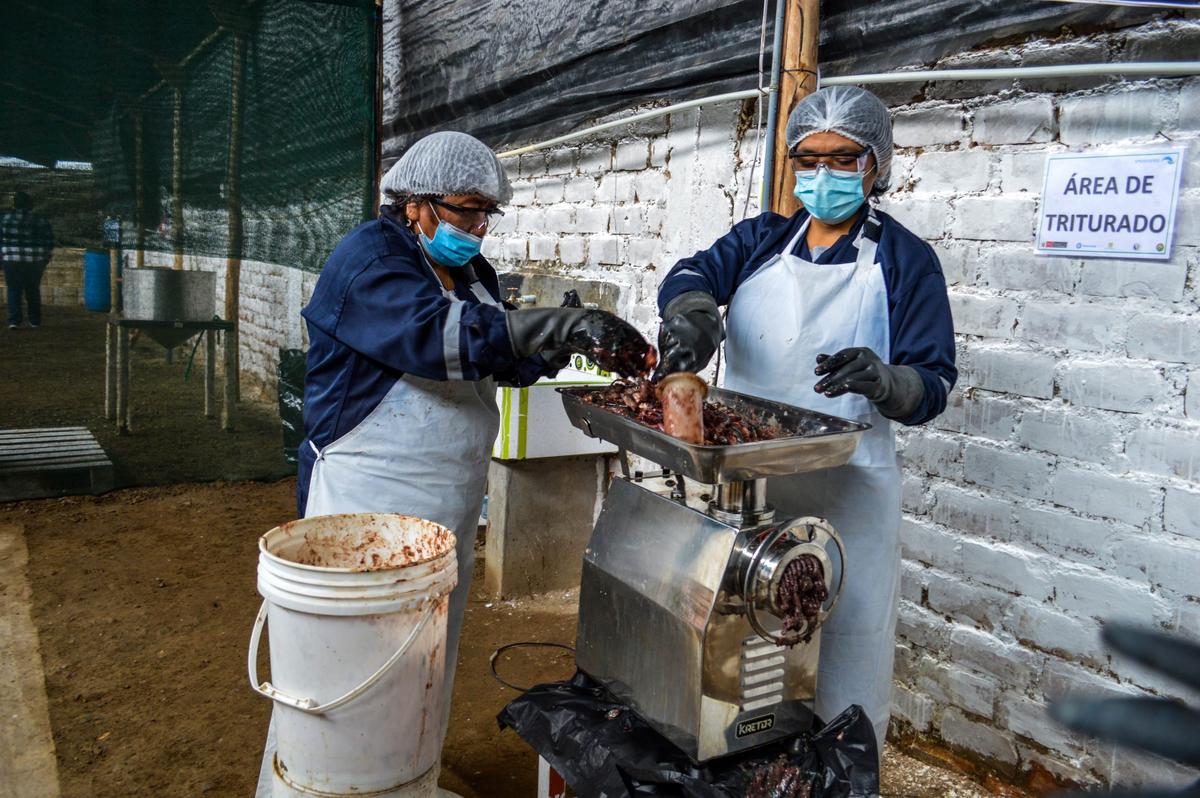 2 mujeres productoras de APROBIOSPECC enseñan el proceso de trituración de desechos de pescado.