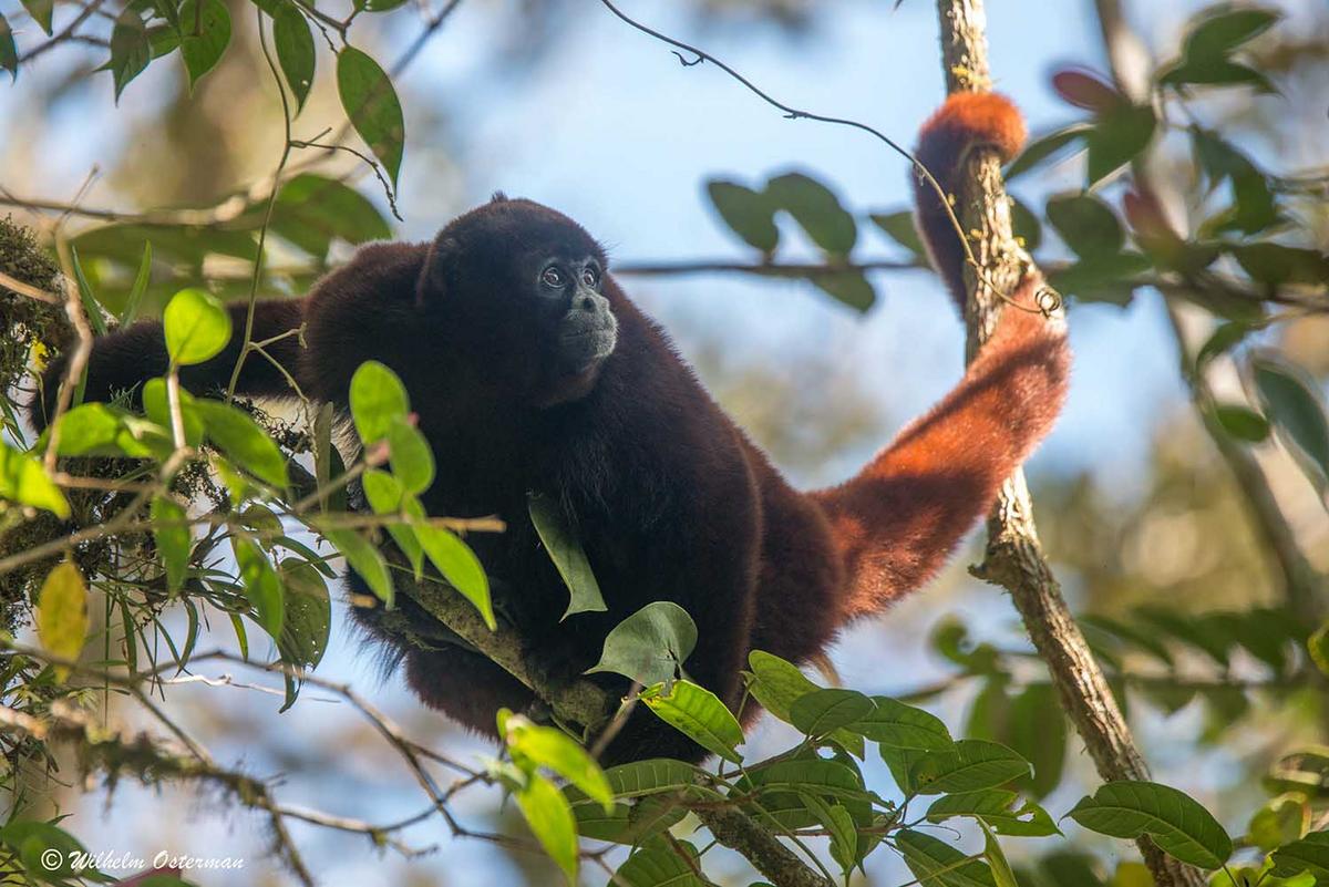 Fanny lleva más de 15 años de trabajo en la protección de esta especie. Fotografía de Wilhelm Osterman / Yunkawasi.