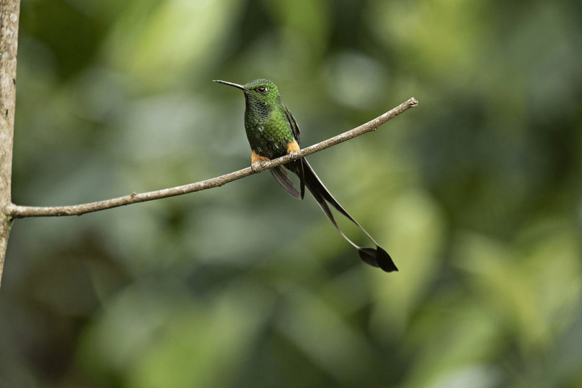 Las áreas naturales protegidas son el hábitat del 95 % de las especies de aves del Perú. La conservación de sus ecosistemas asegura la vida de esta y más especies. En la foto, un colibrí del Bosque de Protección Alto Mayo (San Martín).